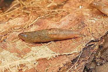 Marsh slug.jpg