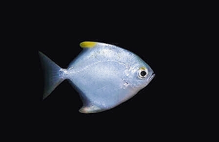 Diamondfish.jpg