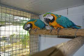 blue-gold-macaw-pair.jpg