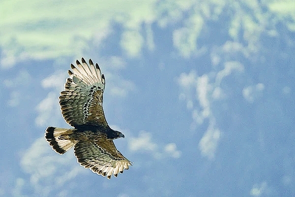 Black-and-chestnut eagle.jpg