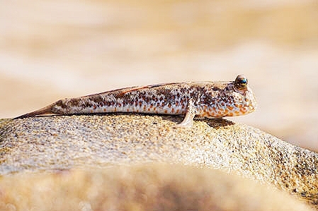 Gold-spotted mudskipper.jpg