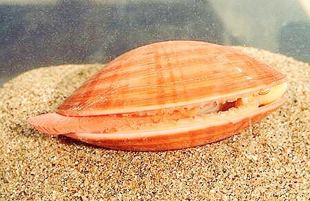 Smooth clam.jpg