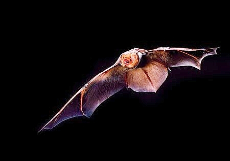 Eastern red bat.jpg