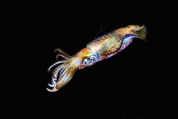 Bigfin reef squid.jpg