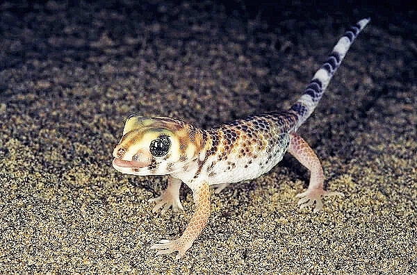 Frog-eyed gecko.jpg