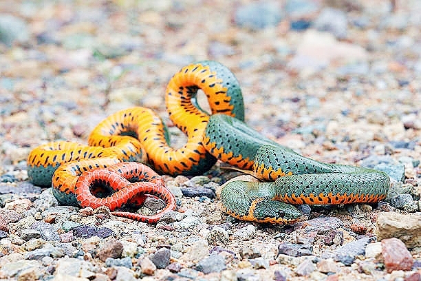 Ring-necked snake.jpg