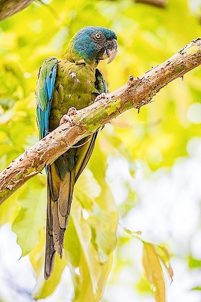 Blue-headed macaw.jpg