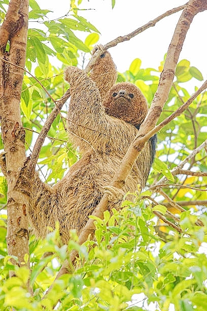 Maned sloth.jpg