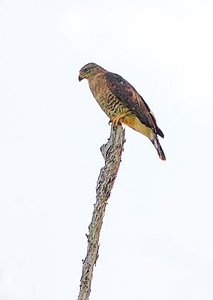 Southern banded snake eagle.jpg