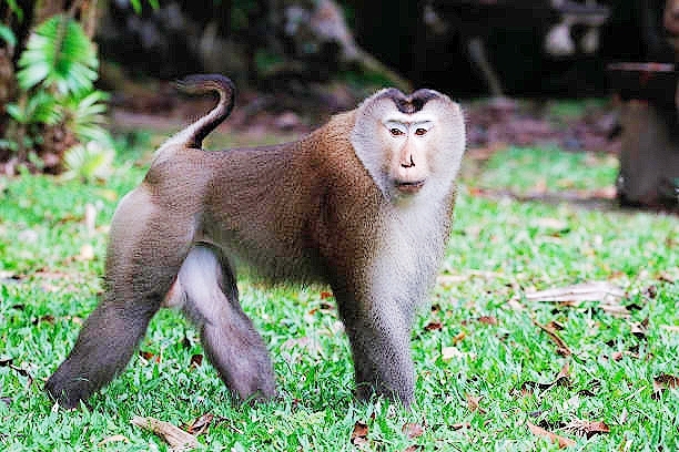 Northern pig-tailed macaque.jpg