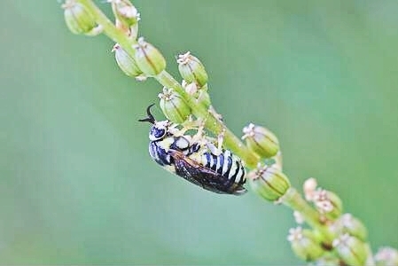Common pine sawfly.jpg