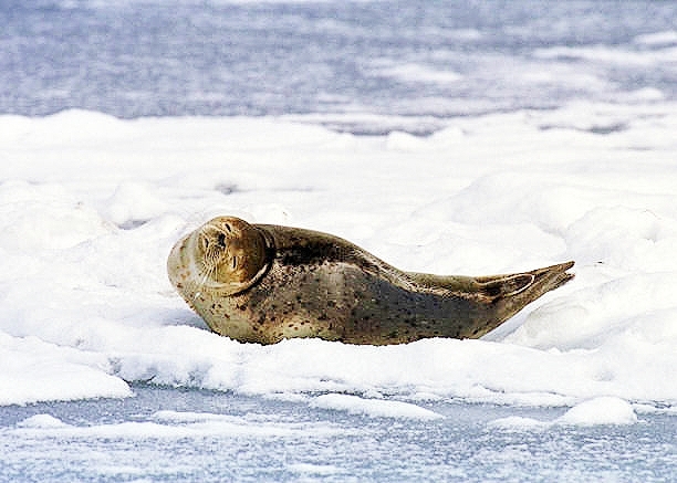 Spotted seal.jpg