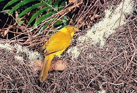 Golden bowerbird.jpg