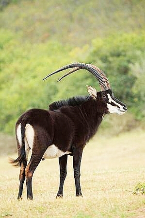Sable antelope.jpg