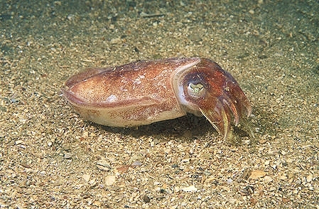 Pink cuttlefish.jpg