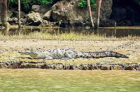 Morelet's crocodile.jpg