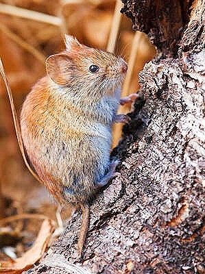 Northern red-backed vole.jpg