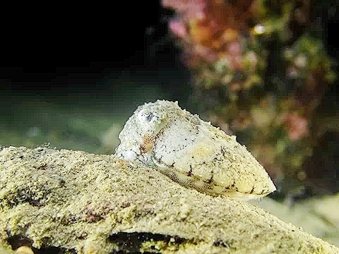 Elegant cuttlefish.jpg