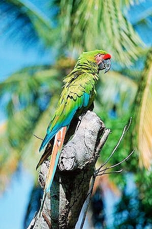 Buffon's macaw.jpg