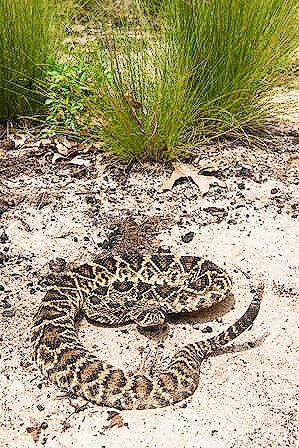 Eastern diamondback rattlesnake.jpg