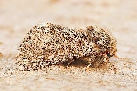 Pine processionary moth.jpg