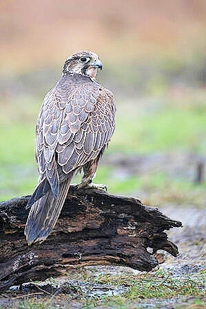 Saker falcon.jpg