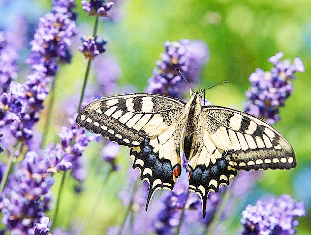 European swallowtail.jpg
