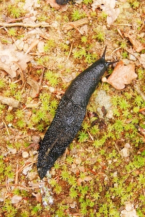 Large black slug.jpg