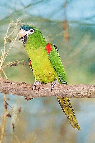 Red-shouldered macaw.jpg