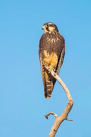 Aplomado falcon.jpg