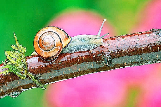 Grove snail.jpg