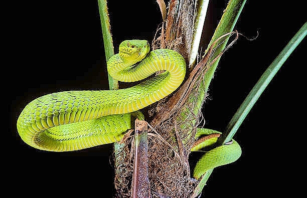 White-lipped pit viper.jpg