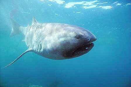 Megamouth shark.jpg