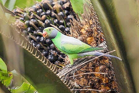 Layard's parakeet.jpg
