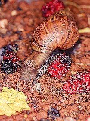 Giant African snail.jpg