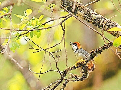 Rufous-headed robin.jpg