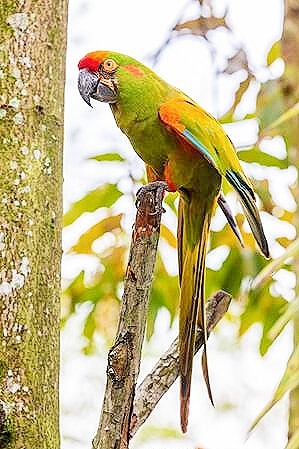 Red-fronted macaw.jpg