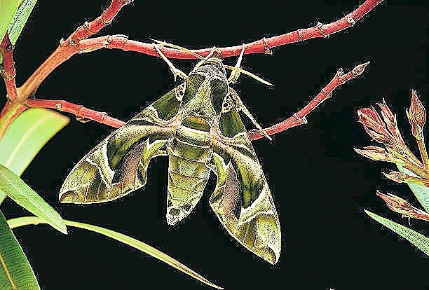 Oleander hawk-moth.jpg