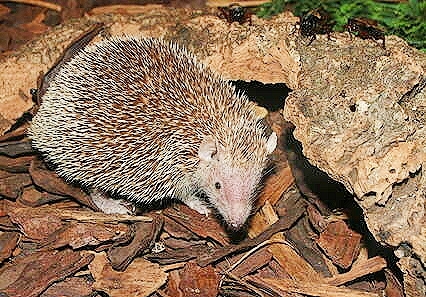 Lesser hedgehog tenrec.jpg