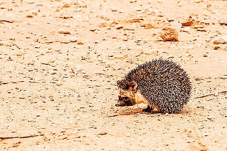 Desert hedgehog.jpg