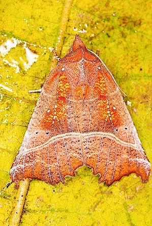 Herald moth.jpg