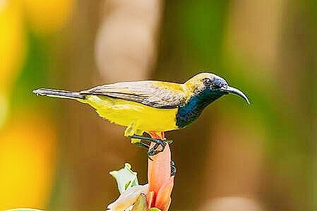 Ornate sunbird.jpg
