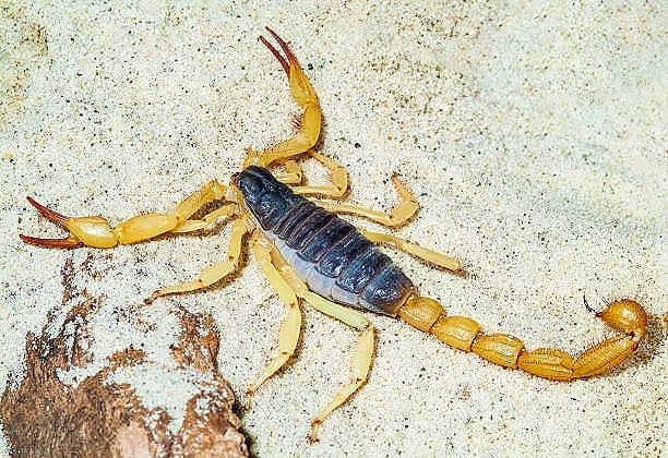 Black-back scorpion.jpg