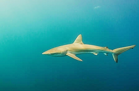 Copper shark.jpg