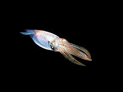 European common squid.jpg