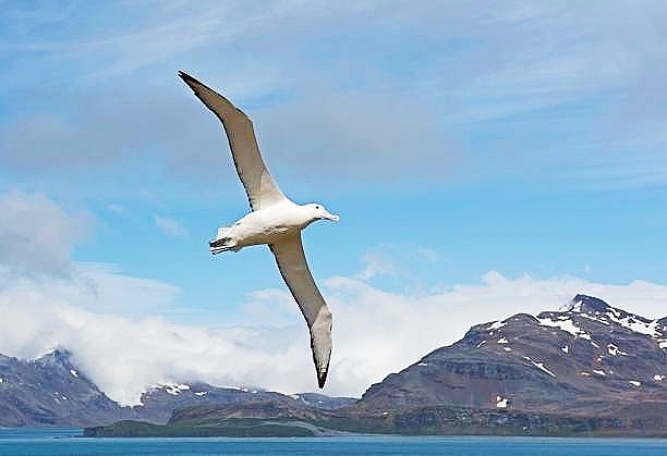 Wandering albatross.jpg