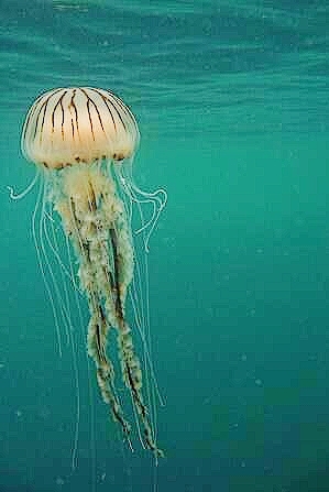 Compass jellyfish.jpg