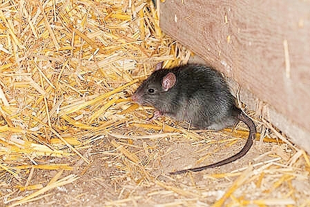 Black rat.jpg
