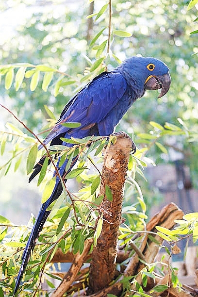 Hyacinth macaw.jpg