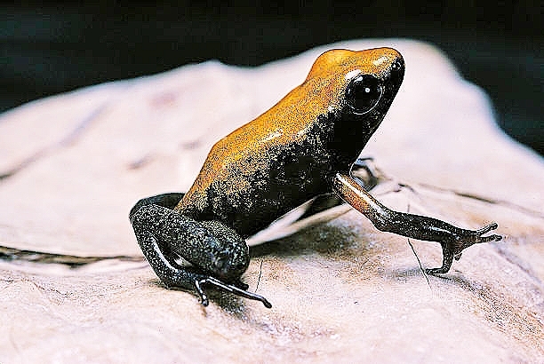 Black-legged poison dart frog.jpg